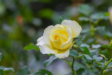 Rose in the garden at Khun Wang ,Chiang Mai, Thailand,Choose soft focus, 
