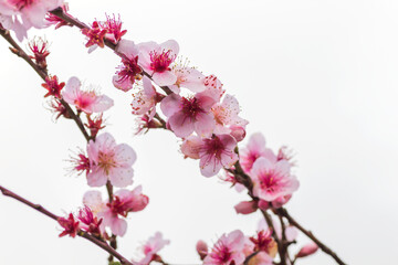 Fototapeta na wymiar Peach tree blossoms