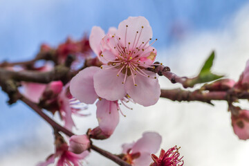 Peach tree blossoms