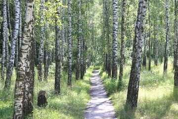 Young birch with black and white birch bark in summer in birch grove against the background of...