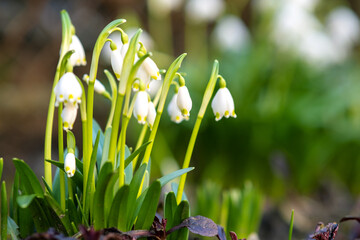 Close up view of small snowdrops flowers growing among dry leaves in forest. First spring plants in woods.