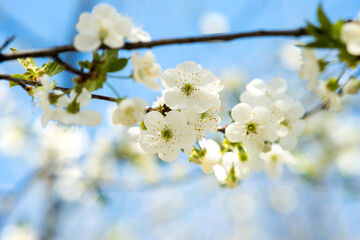 Close up of fresh white blooming flowers on a tree branches with blurred blue sky background in early spring.