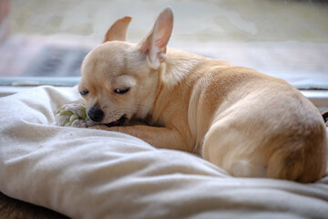 Closeup portrait of small funny beige mini chihuahua dog, puppy waiting near the window