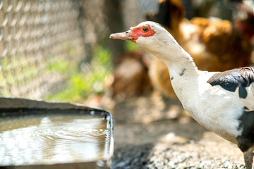 Duck feed on traditional rural barnyard. Detail of a waterbird drinking water on barn yard. Free range poultry farming concept.