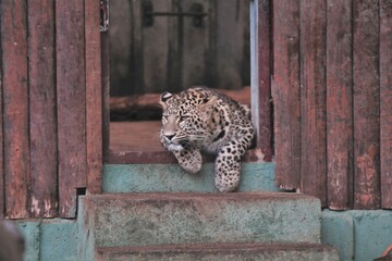 LEOPARDO © Samuel