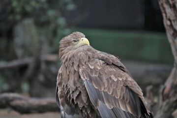 AGUILA