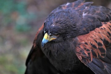 AGUILA