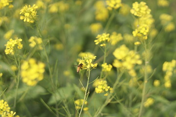 Bee honey collection from mustard field. The collection of bee honey from the mustard field is like an amazing beauty.
