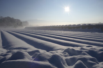 Field and greenhouse covered by snowdrifts, in special light, morning