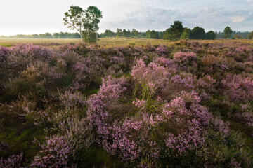 Blooming heather in the morning in the Netherlands