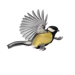 Naklejka premium one bird tit flies spreading its feathers and wings on a white isolated background