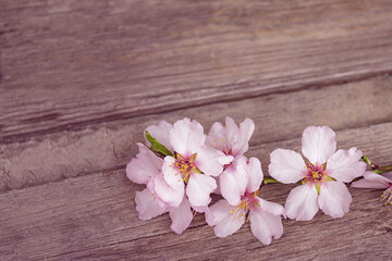 beautiful pink flowers of fruit tree on old wooden boards