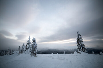Moody winter landscape with spruce forest cowered with white snow in frozen mountains.