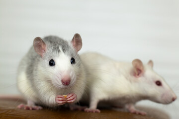Closeup of two funny white domestic rats with long whiskers.
