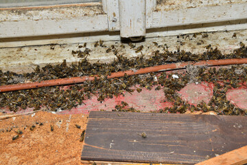 Close up of a pile of dead wasps on a wooden shutter by window