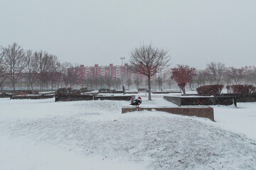 duck in a snowy park with buildings in the background