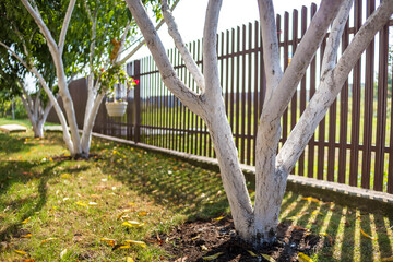 Whitewashed bark of fruit trees growing in sunny orchard garden on blurred green copy space background. Gardening and agriculture, protective procedure concept.