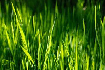 Grass