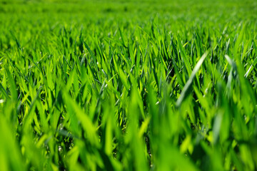 Grass