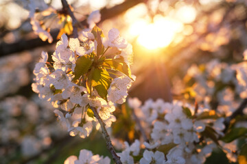 Floral background