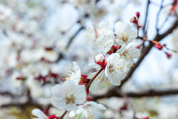 blooming cherry tree or prunus closeup. springtime greeting card. space. spring and easter concept