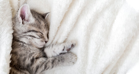 Fototapeta na wymiar Cute tabby kitten sleeping on white soft blanket. Cat rest napping on bed. Comfortable pet sleeping in cozy home. Top view Long web banner with copy space