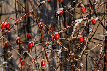 background of an old wooden fence in winter on which is a bush with bright red fruit