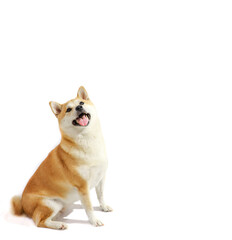 Happy Shiba Inu seated in white background