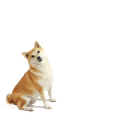 Happy Shiba Inu seated in white background