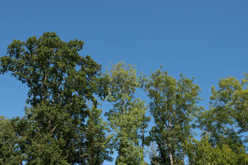 Fototapeta premium Summer Canopy of Deciduous Ash and Oak Trees with a Bright Blue Sky Background Growing in a Woodland Forest in Rural Devon, England, UK