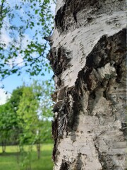 tree in the forest