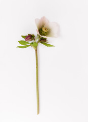 Naklejka na ściany i meble Spring flower, White green flower Helleborus niger isolated on white background