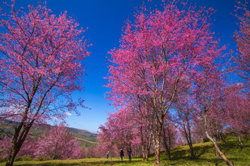 Obraz na płótnie Canvas blooming tree in spring