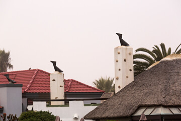 Chimeneas con pajaritas en chalets.