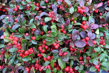 red and green leaves background.  Cranberry 