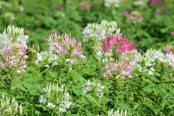 Beautiful flowers and green leaves with light in the morning