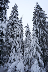 winter wonderland in the black forest on the kaltenbronn