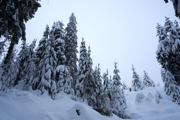winter wonderland in the black forest on the kaltenbronn