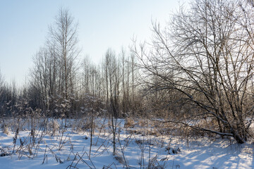 View of the trees that snowed on a cold winter day when the bright sun is shining