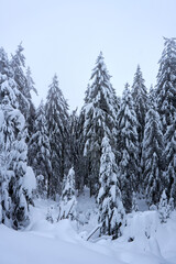winter wonderland in the black forest on the kaltenbronn