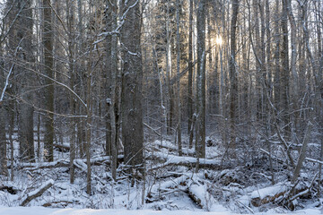 View of the trees that snowed on a cold winter day when the bright sun is shining