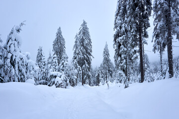 winter wonderland in the black forest on the kaltenbronn