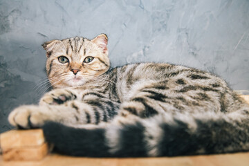 Cute Scottish Fold sleeping on wooden bar near concrete wall and closed eyes. Beautiful kitty. Gray blur background. 