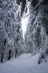 winter wonderland in the black forest on the kaltenbronn