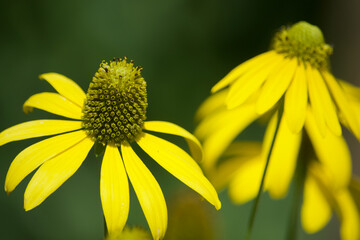 Yellow Flower