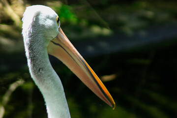 Pelican head with long beak