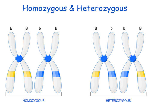 Homozygous and Heterozygous chromosomes
