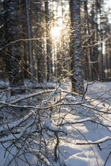 View of the trees that snowed on a cold winter day when the bright sun is shining