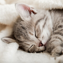 Fototapeta na wymiar Cute tabby kitten sleep on white soft blanket. Cats rest napping on bed. Comfortable pet sleep at cozy home. Cat sleep on pillow under blanket. Close up