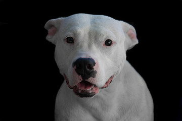 Shelter dogs including a labrador mix and pitbulls in front of a black background